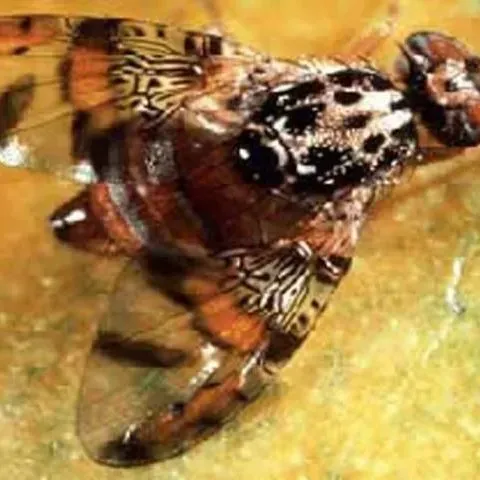 thumbnail for publication: Mediterranean Fruit Fly, Ceratitis capitata (Wiedemann) (Insecta: Diptera: Tephritidae)